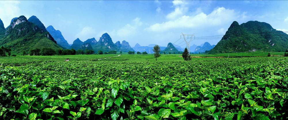 桑園.jpg
