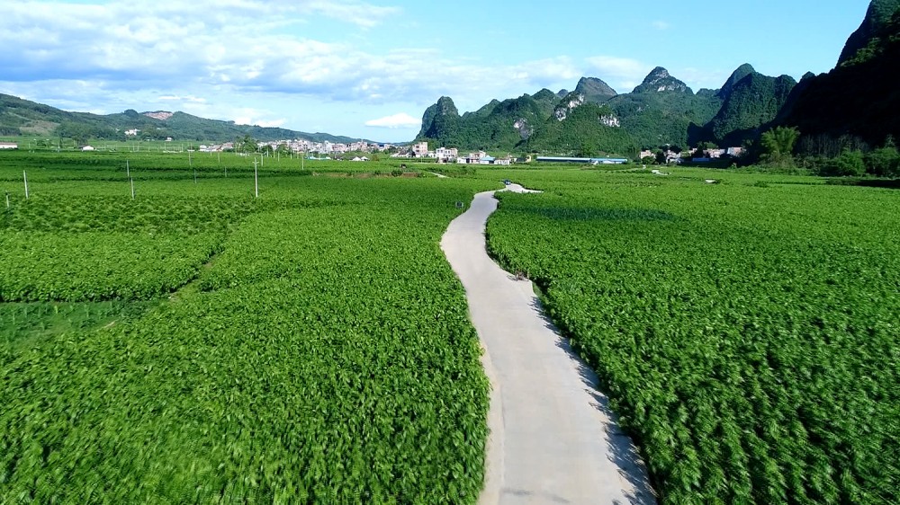上坪示范區(qū)桑園.jpg