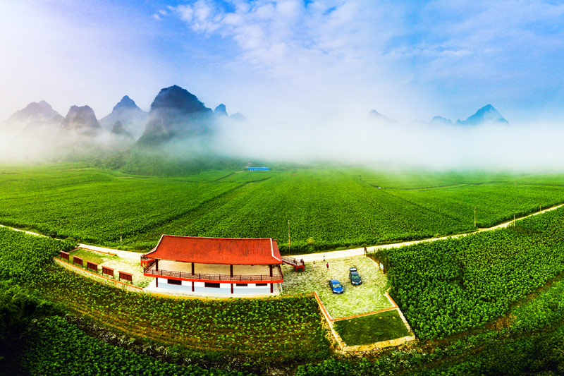 種桑養(yǎng)蠶是宜州區(qū)德勝鎮(zhèn)上坪村的支柱產(chǎn)業(yè)，圖為上坪村的部分桑園。